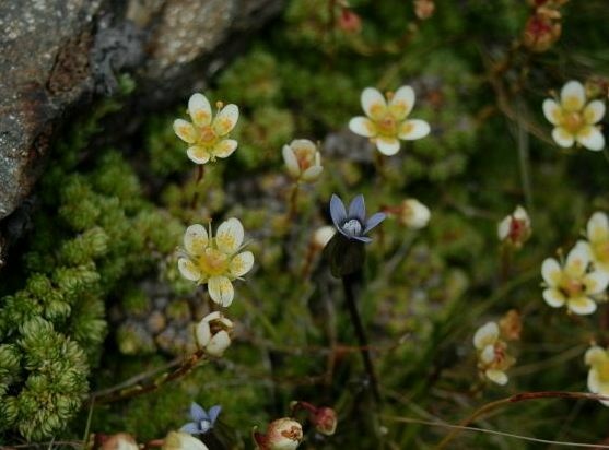 Gentianella tenella / Genzianella peduncolata